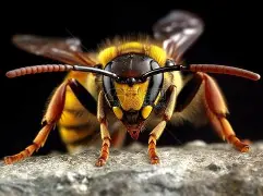 黄蜂力克立陶宛男篮，福克斯制霸全场