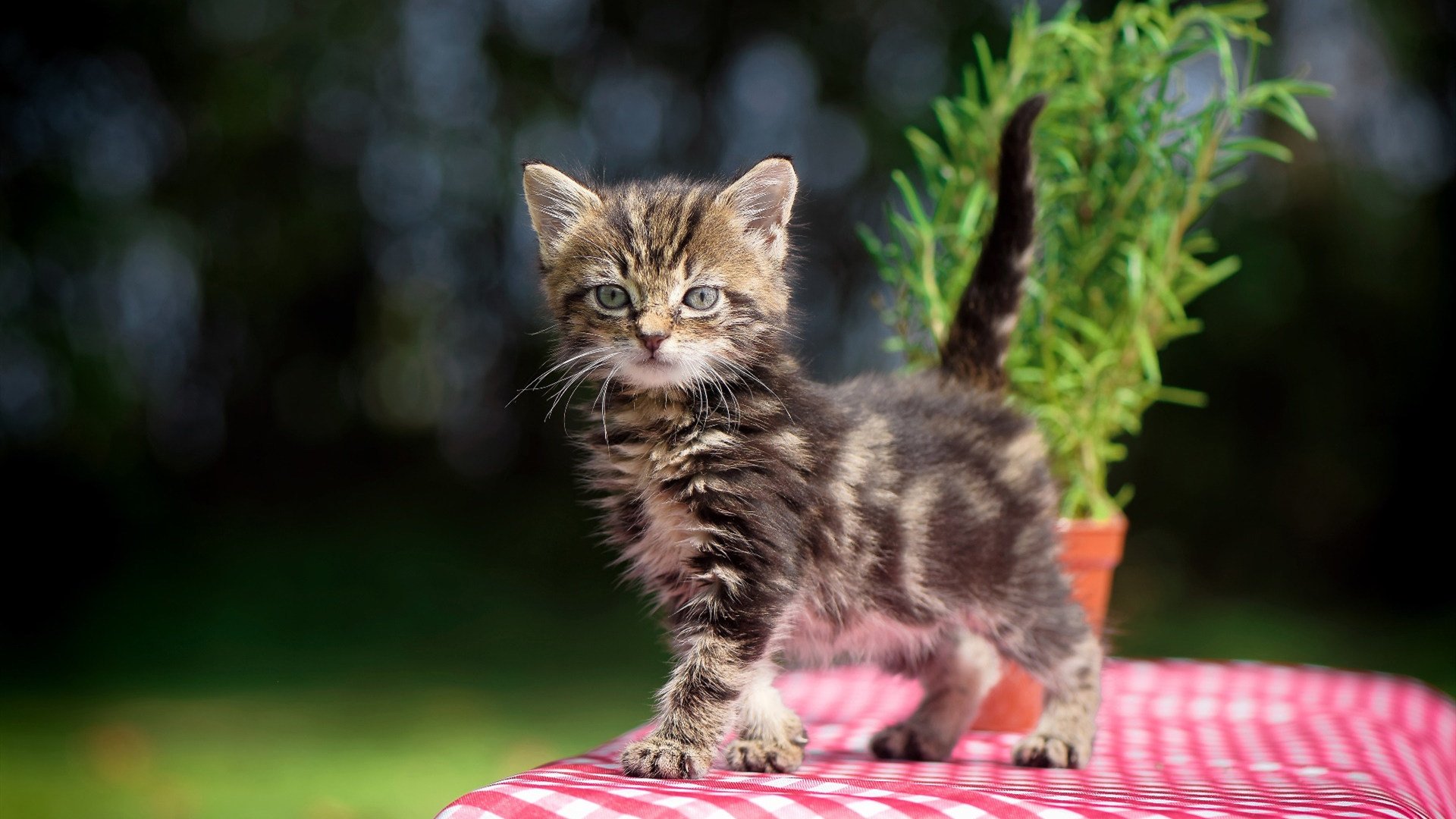 开云体育入口-当三笘薰遇见伯纳乌，布鲁诺改写亚洲足球叙事的494秒