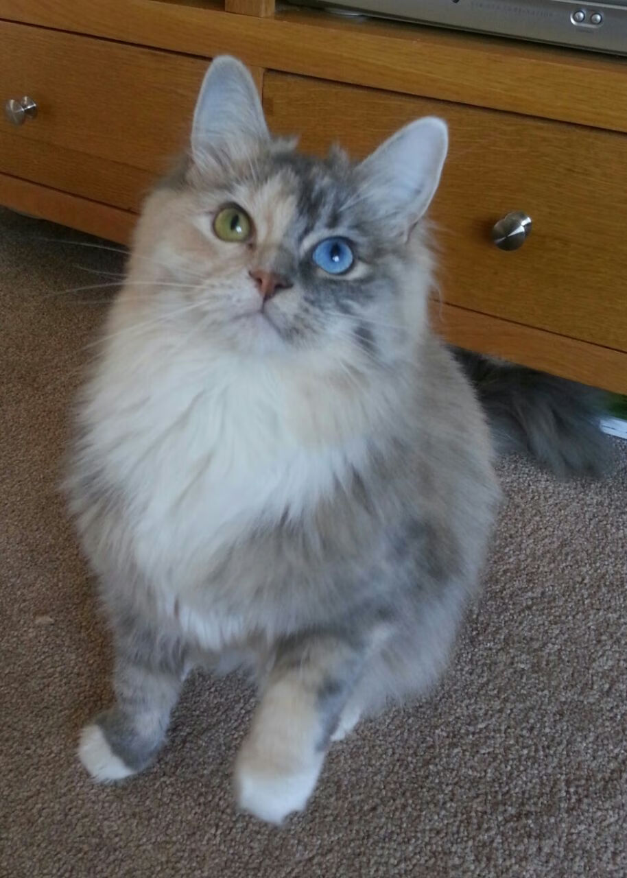 二维法国队与三维日本队,一场比赛的平行时空切片