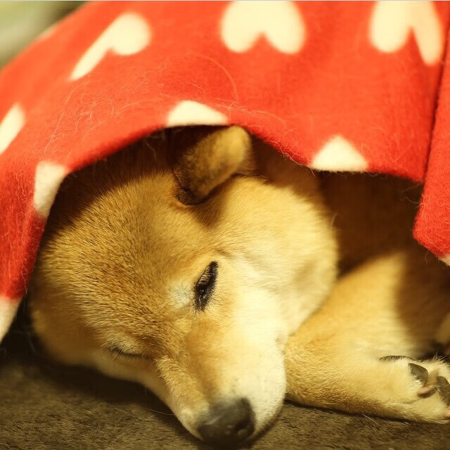 羽坛激战,韩国队险胜中国队,桃田贤斗点燃赛场