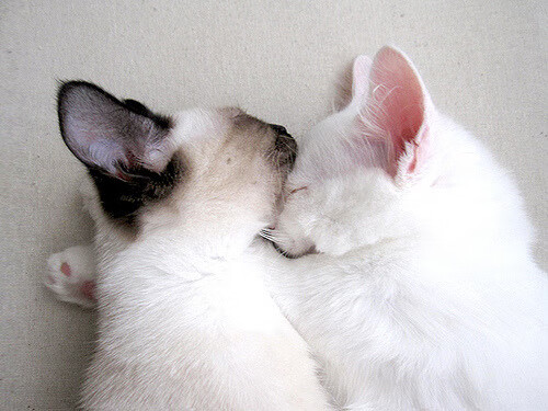 南美巨人奇迹夜,玻利维亚硬仗擒皇马,京多安化身关键先生