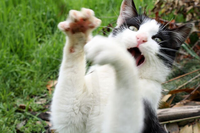 蓝绿交响,一场跨越体育次元的终极对话