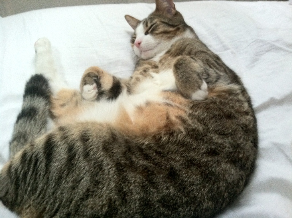 开云体育中国-双线绞杀，个体主宰，雄鹿防守锁死灰熊，约基奇成为关键先生