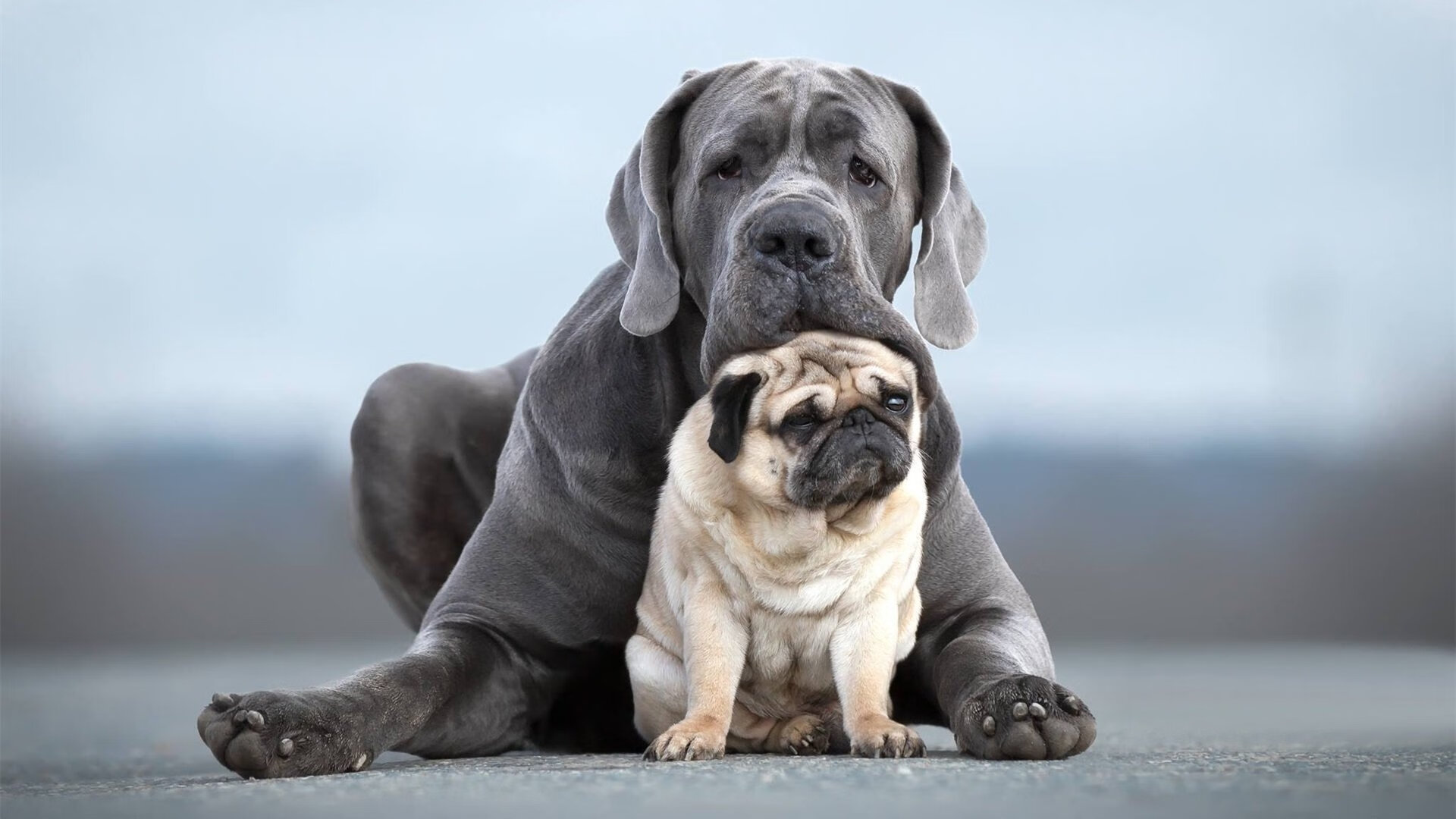 主客场交织的夜晚,当新疆队绝境突围,拉梅洛用足球编织新梦