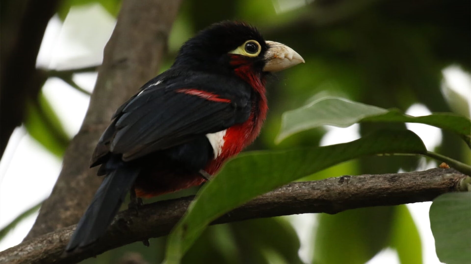 开云体育入口-罗德里戈关键战显锋芒，摩洛哥淘汰赛掀翻皇家社会