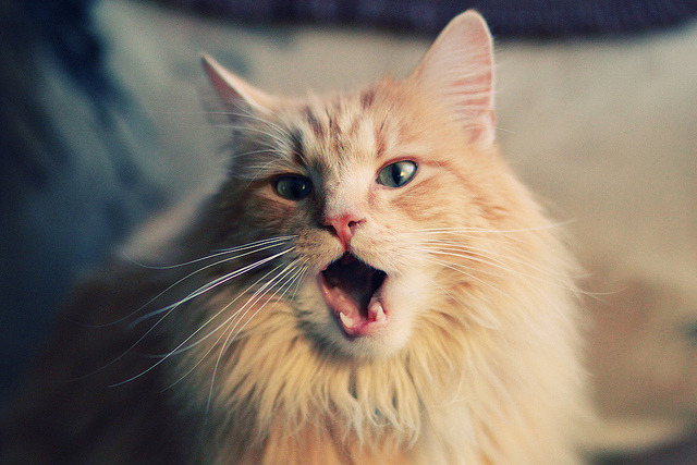 引擎轰鸣与无声绝杀，F1新赛季之夜与英格拉姆的压力蜕变